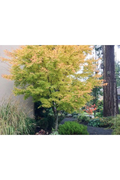 Декоративный клен Сангокаку (Acer palmatum 'Sangokaku') в осеннем ландшафте.